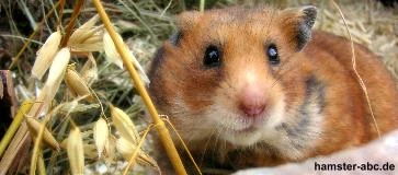 Hamster von A bis Z